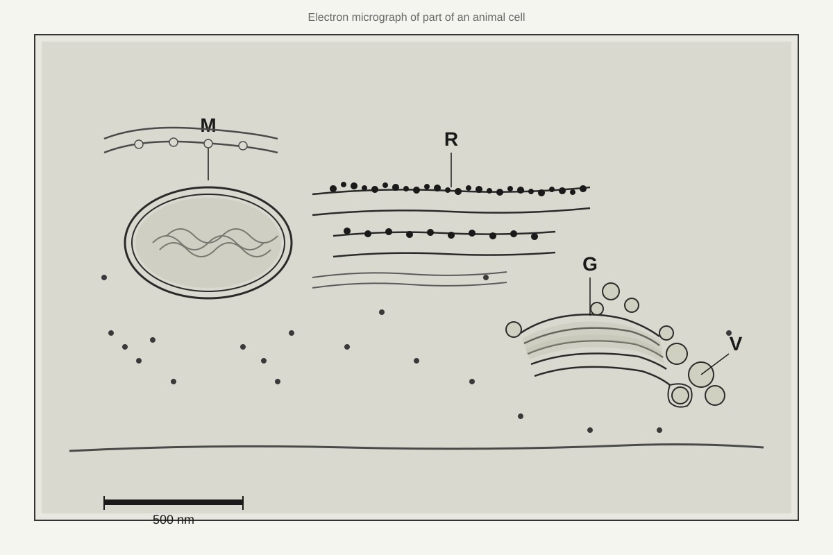 Diagram for Q12 (SEC3 Biology)