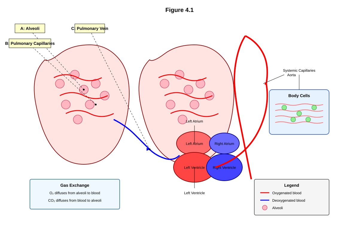Diagram for placeholder 2 (SEC4 Combined Sci Bio)