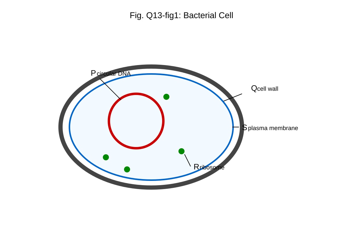 Diagram for 13 (ALEVEL Biology H1)