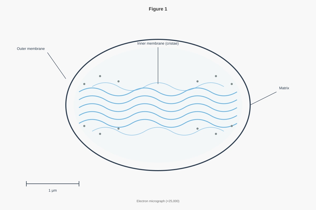 Image for placeholder 1 (ALEVEL Biology H1)