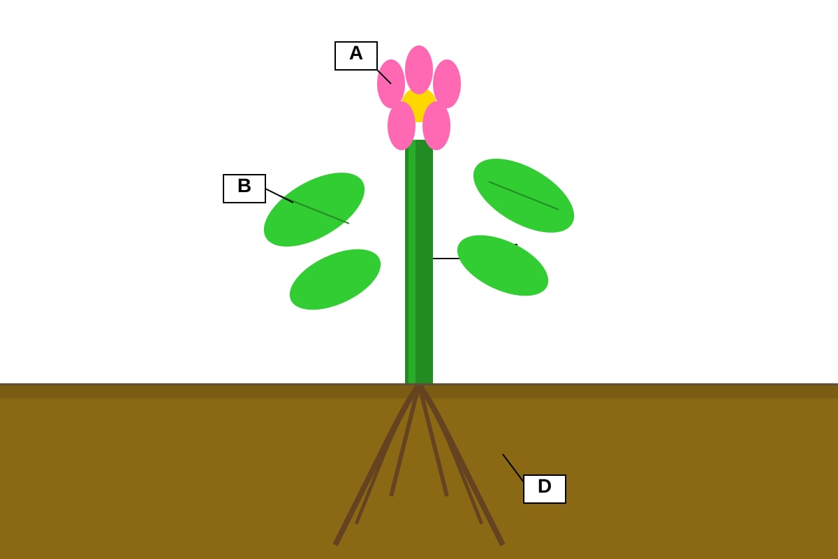 Diagram for Q4 (P4 Science)