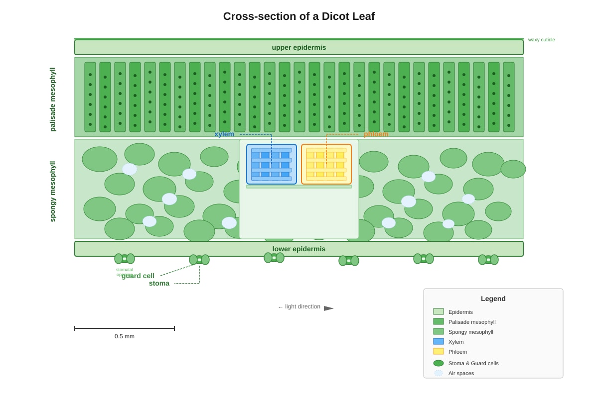 Diagram for Q3 (SEC3 Combined Science)