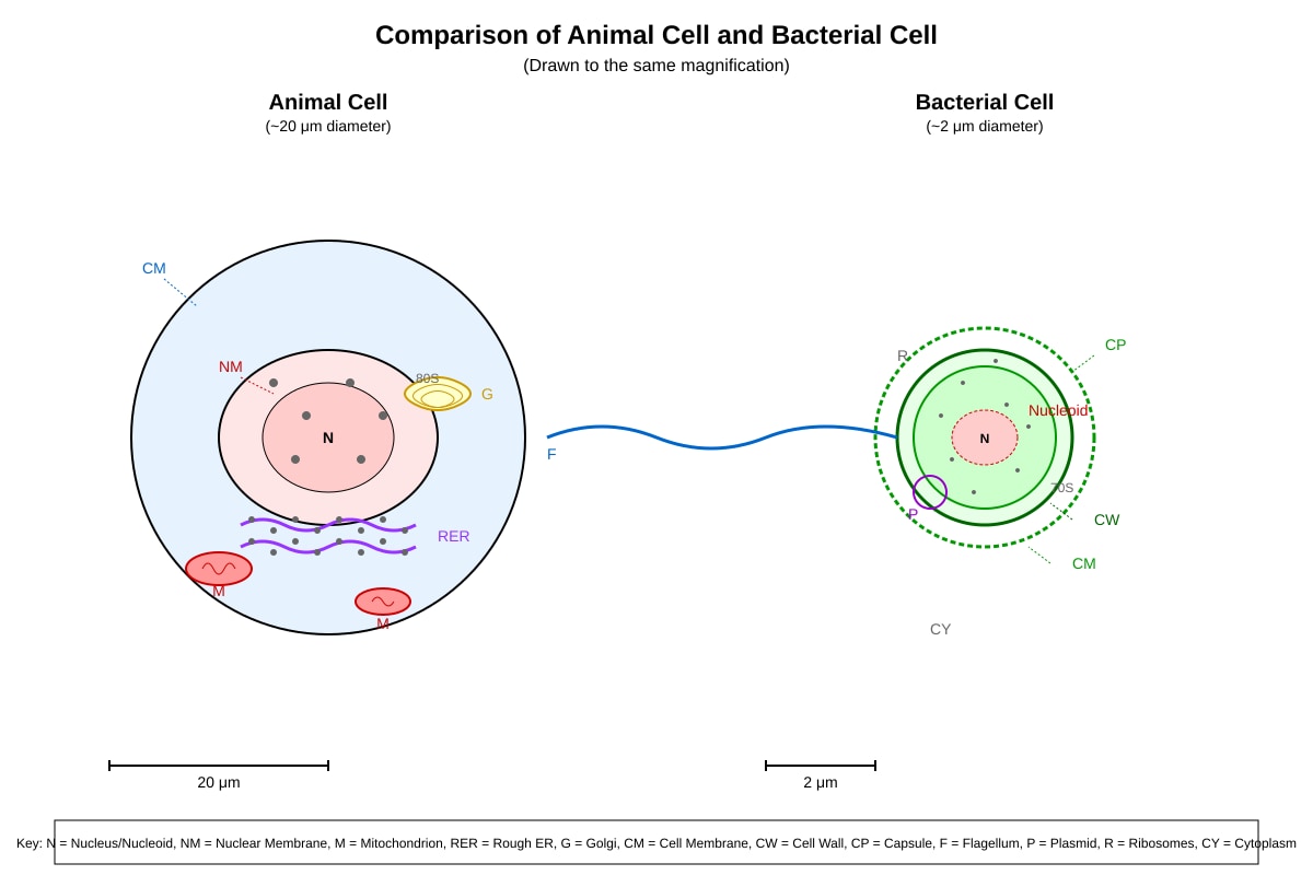 Diagram for Q11 (SEC3 Biology)