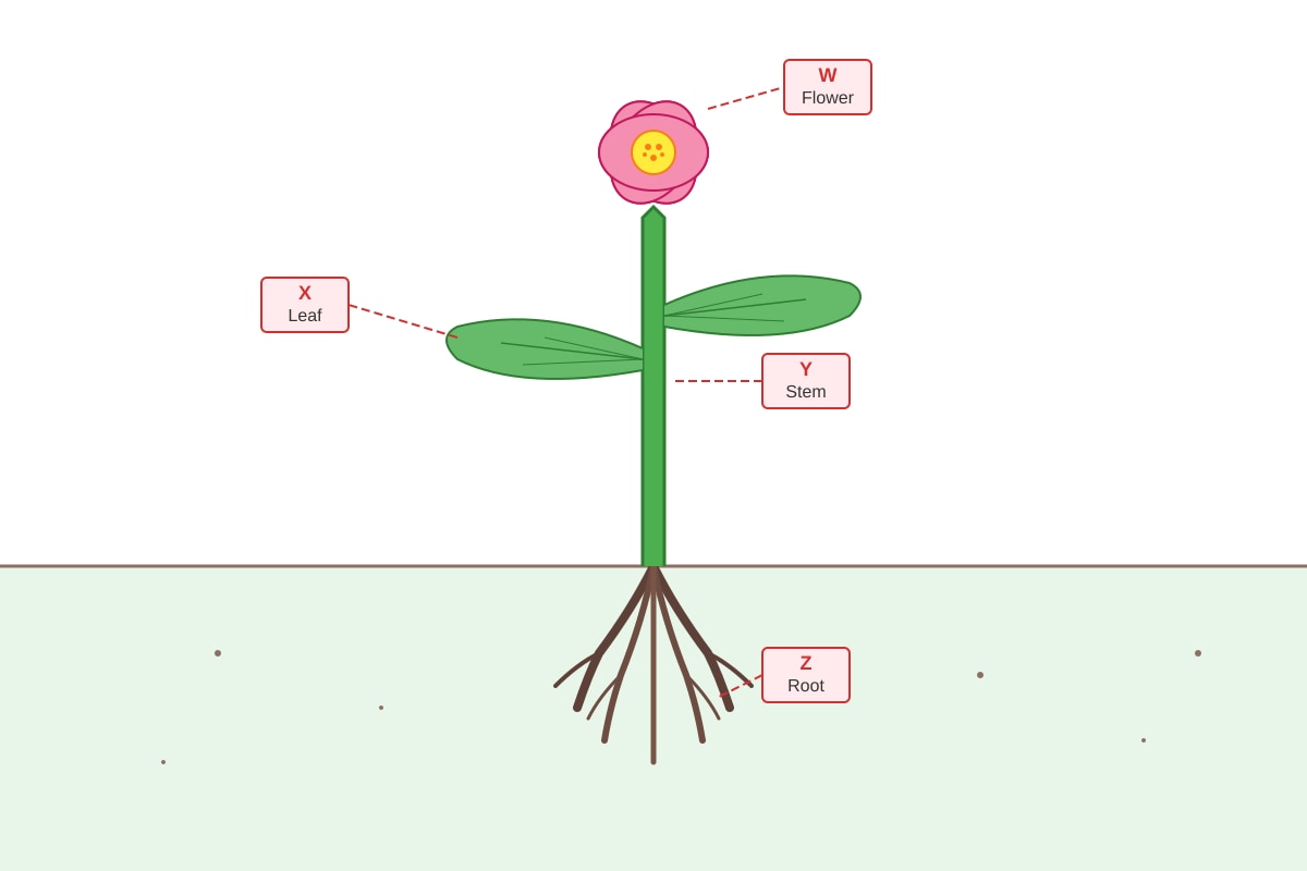 Diagram for Q3 (P4 Science)