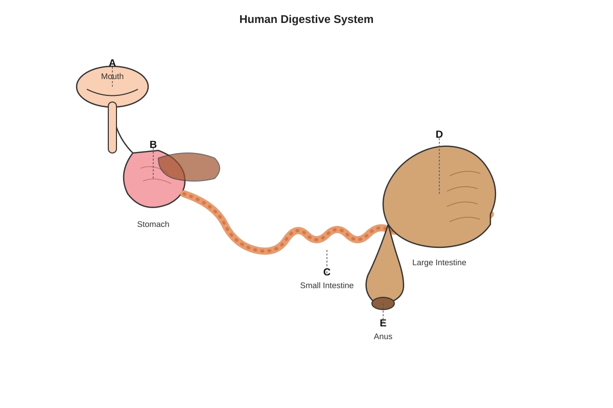 Diagram for Q23 (P5 Science)