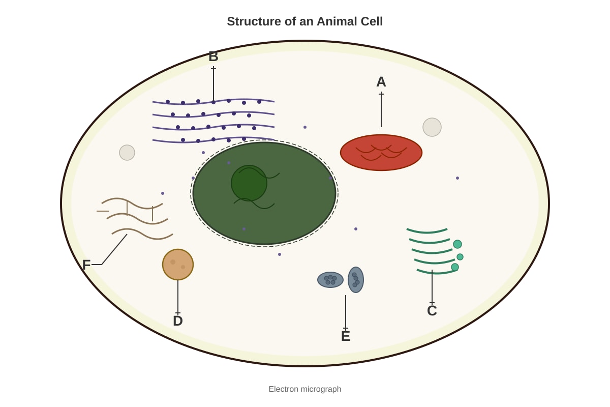 Diagram for placeholder 1 (SEC3 Biology)