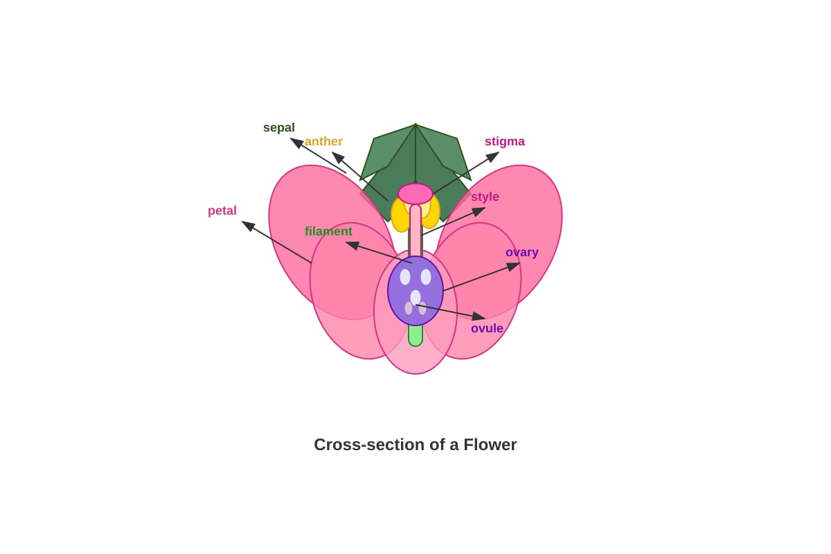 Diagram for Q4 (P5 Science)