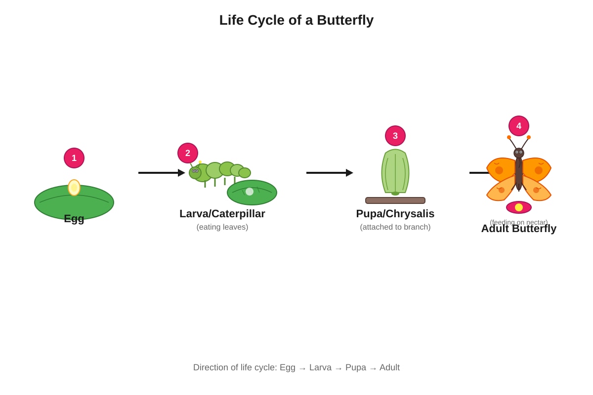 Diagram for Q34 (P4 Science)