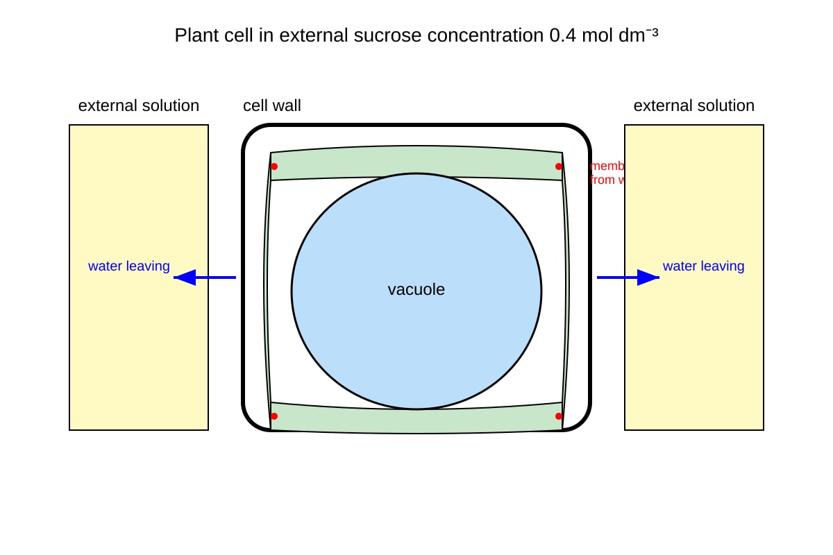 Diagram for Q13 (ALEVEL Biology H1)