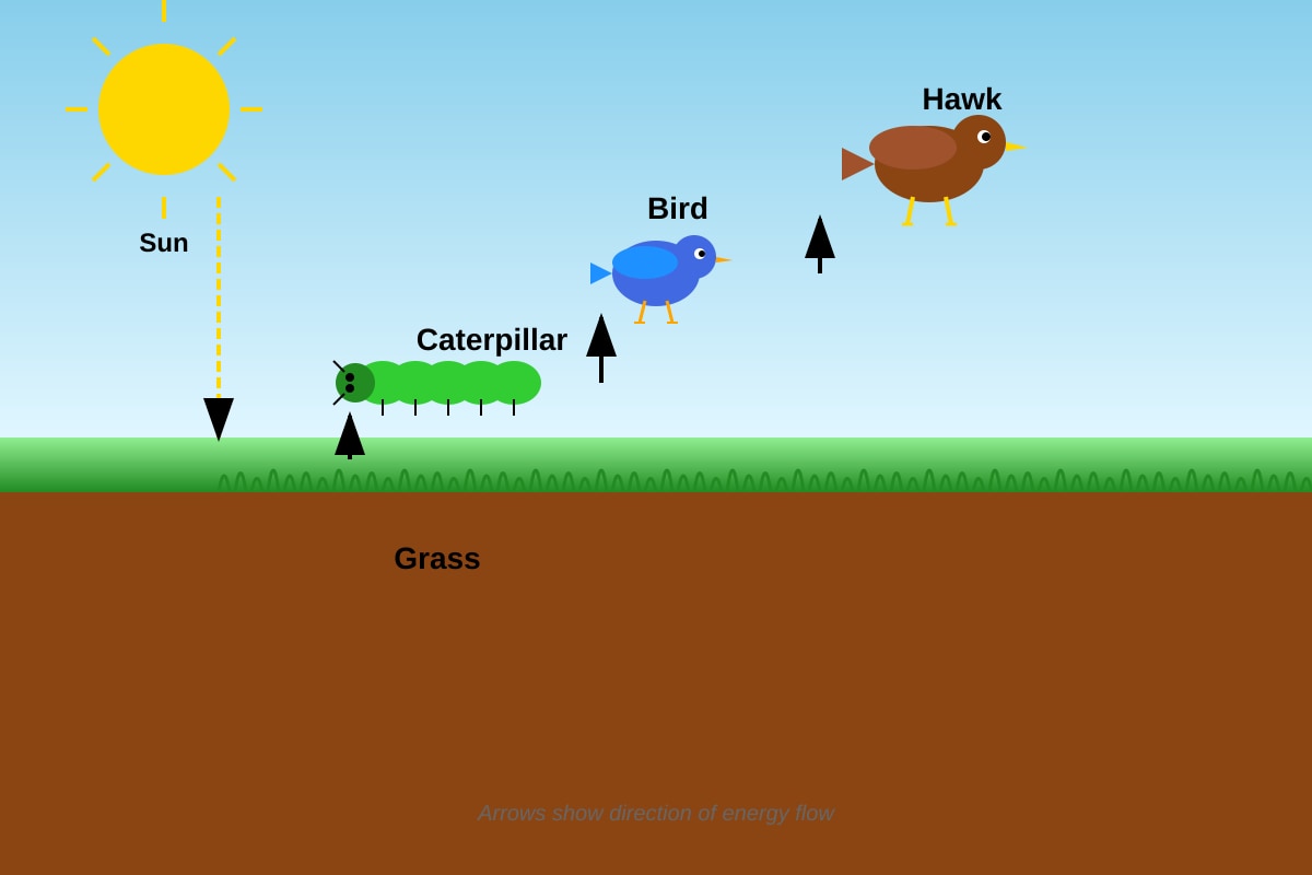Diagram for Q25 (P4 Science)