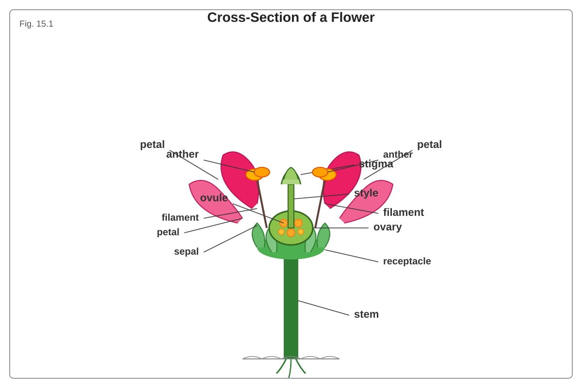 Diagram for Q15 (P5 Science)