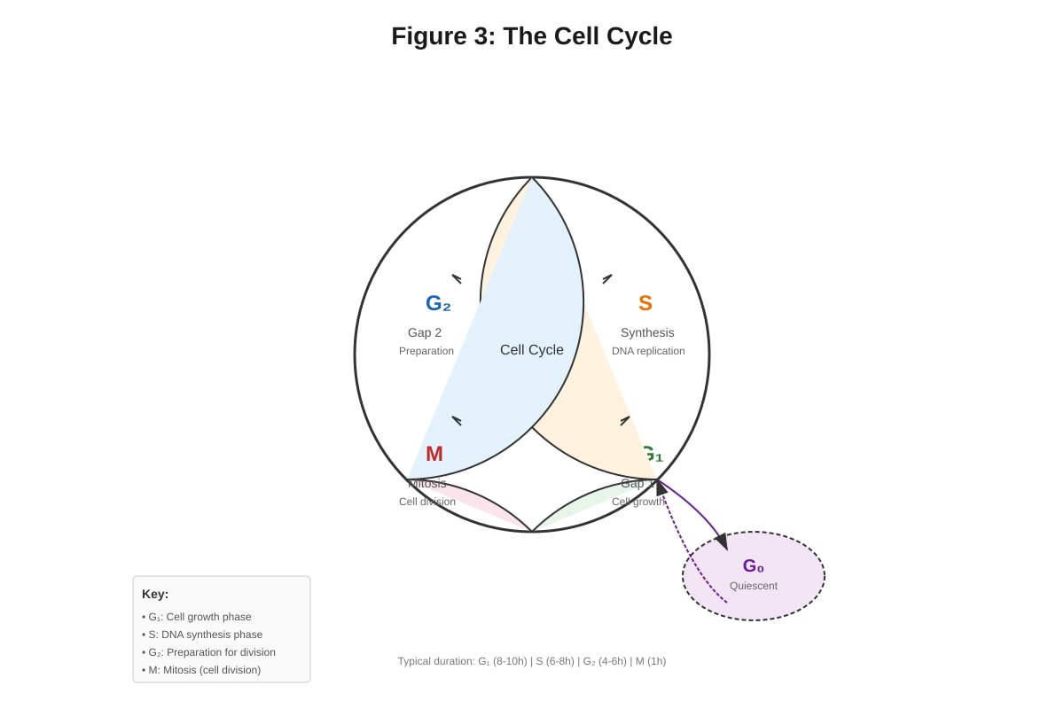 Image for placeholder 3 (ALEVEL Biology H1)
