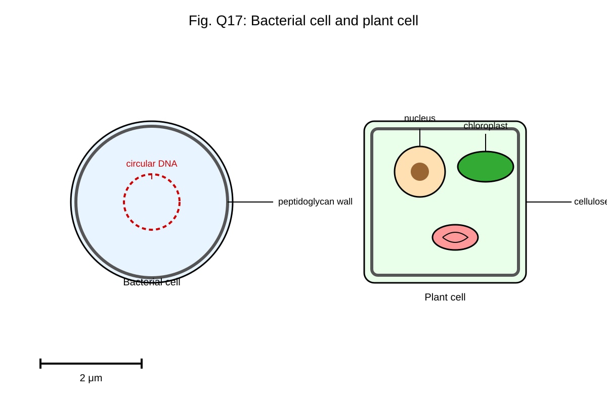 Diagram for 17 (ALEVEL Biology H1)