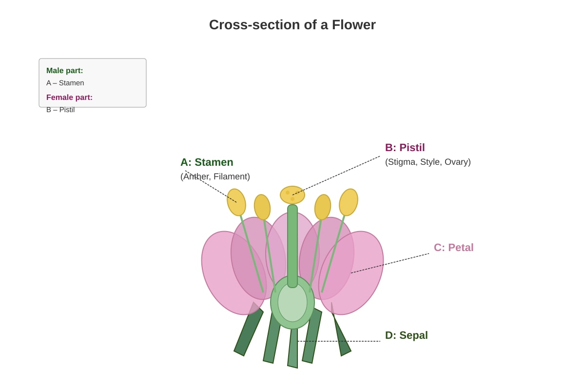 Diagram for Q17 (P6 Science)