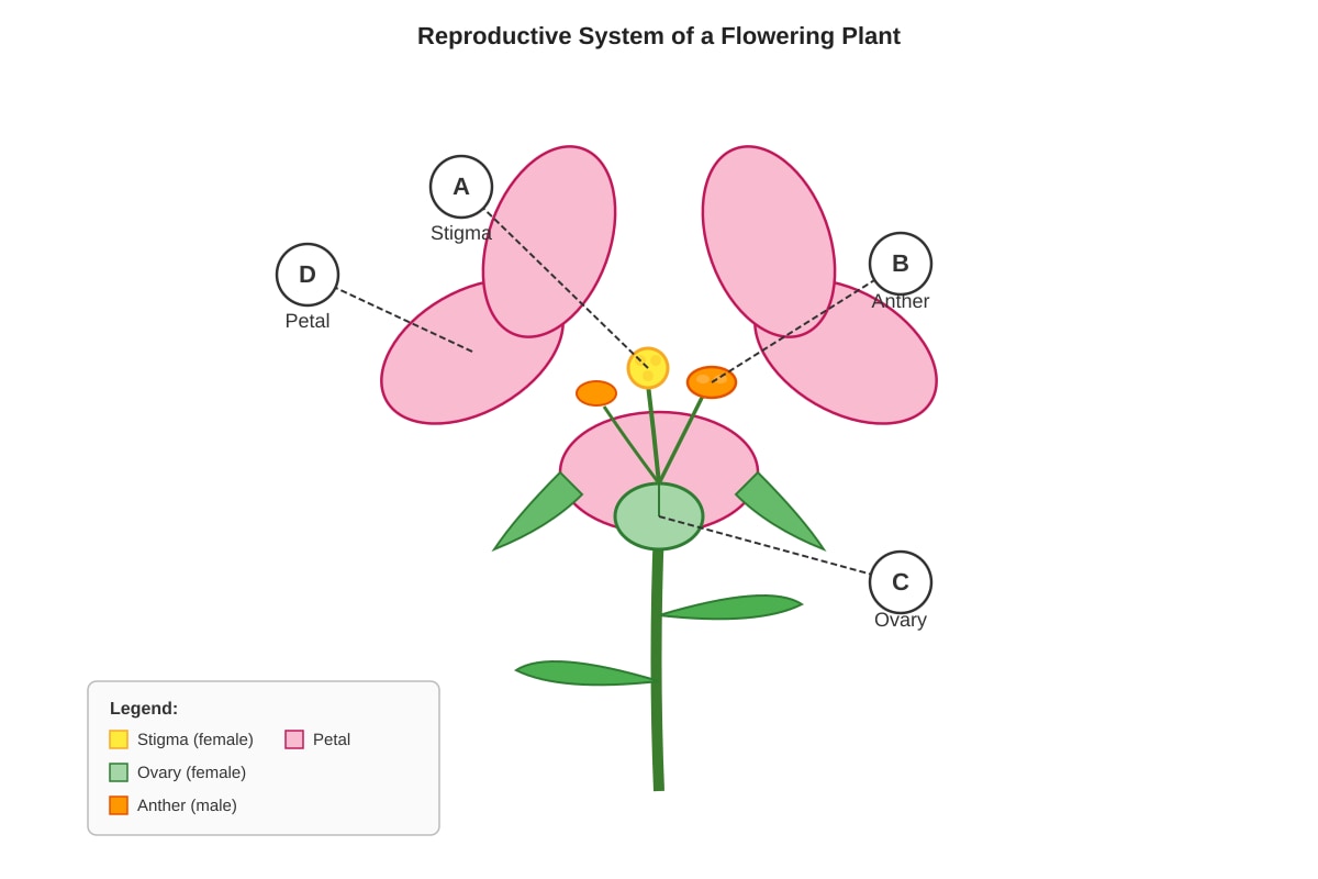 Diagram for Q2 (P5 Science)