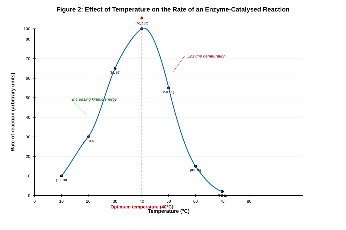 Graph for Q12 (ALEVEL Biology H2)