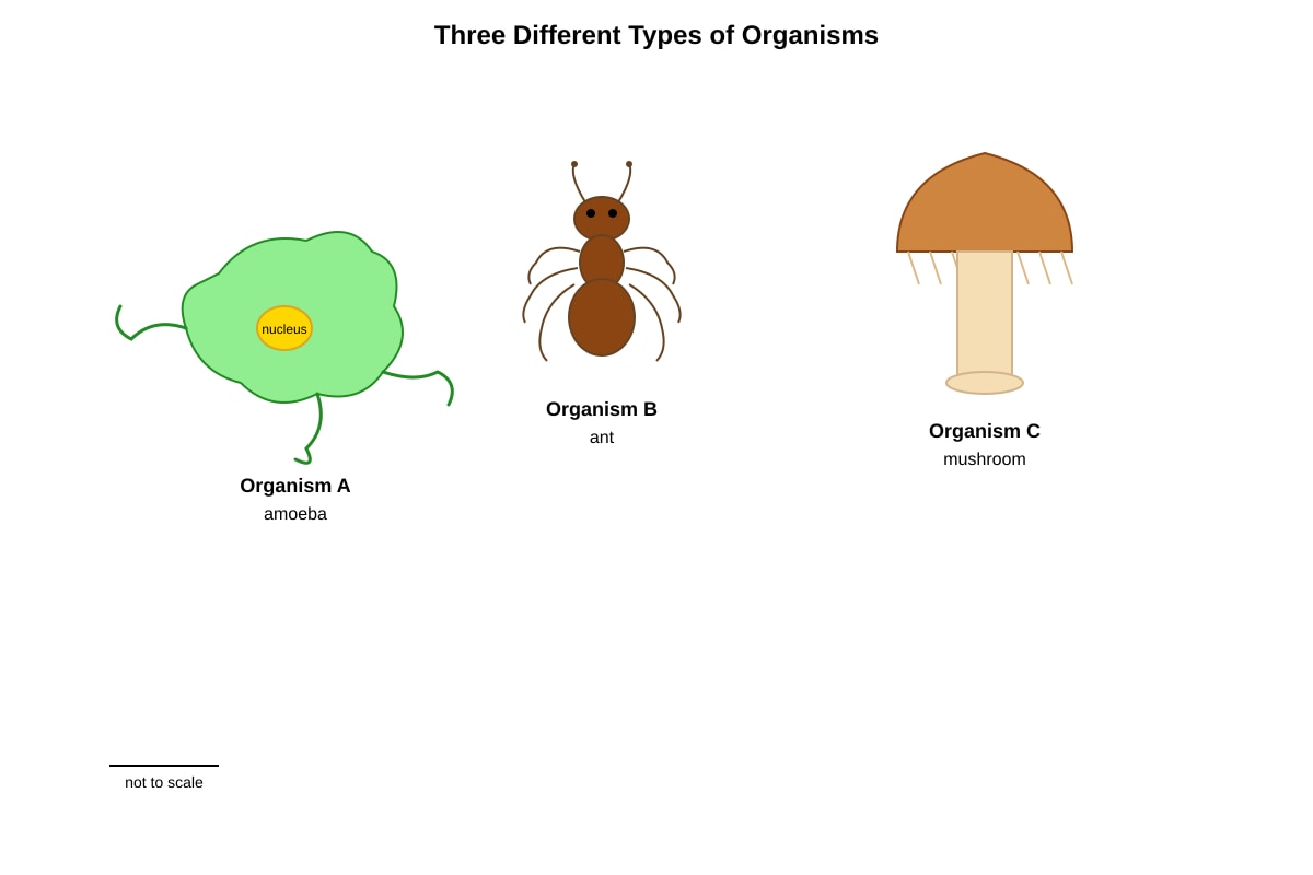 Diagram for Q11 (P6 Science)