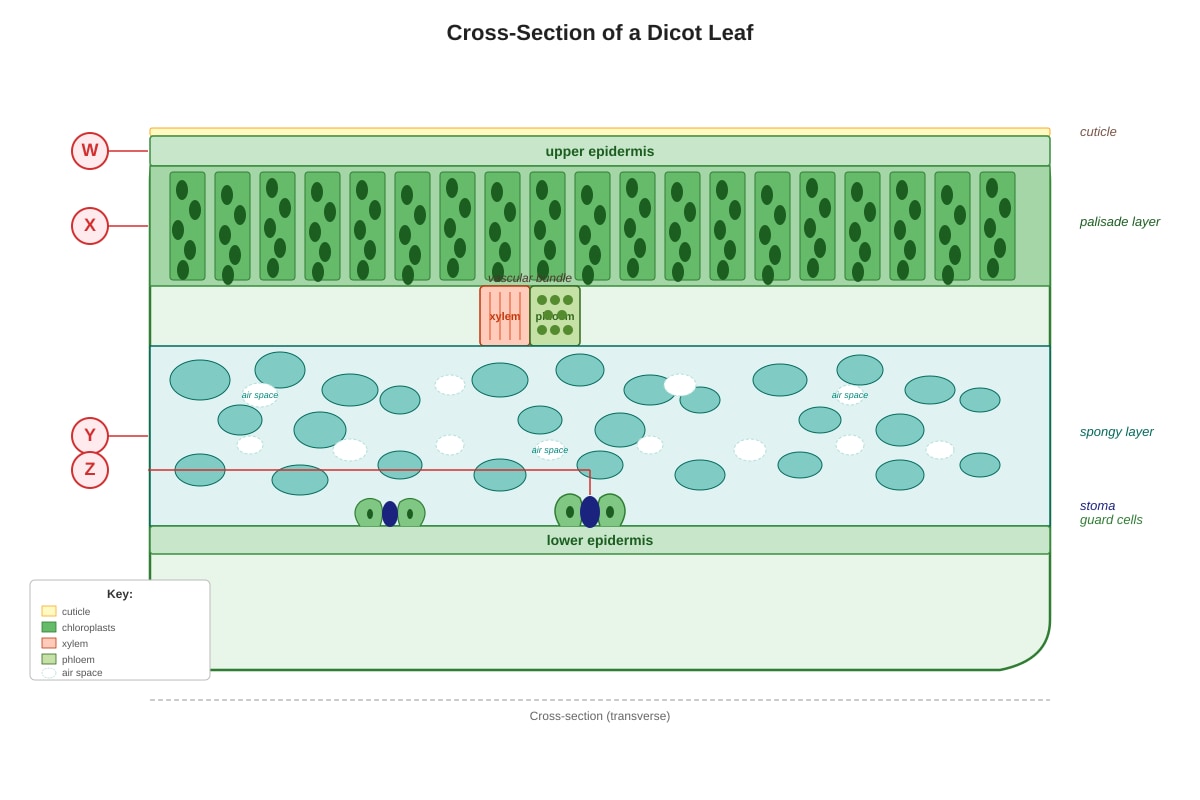 Diagram for Q6 (P6 Science)