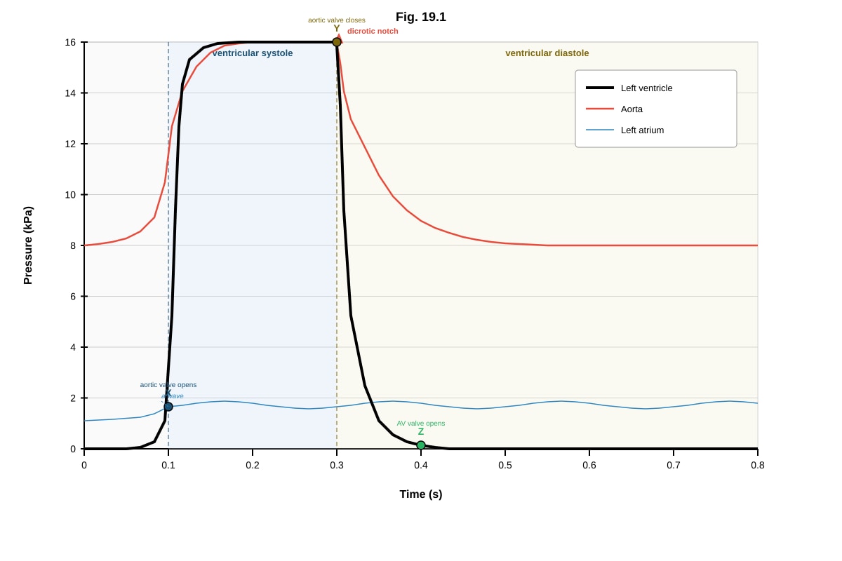 Graph for Q19 (ALEVEL Biology H2)