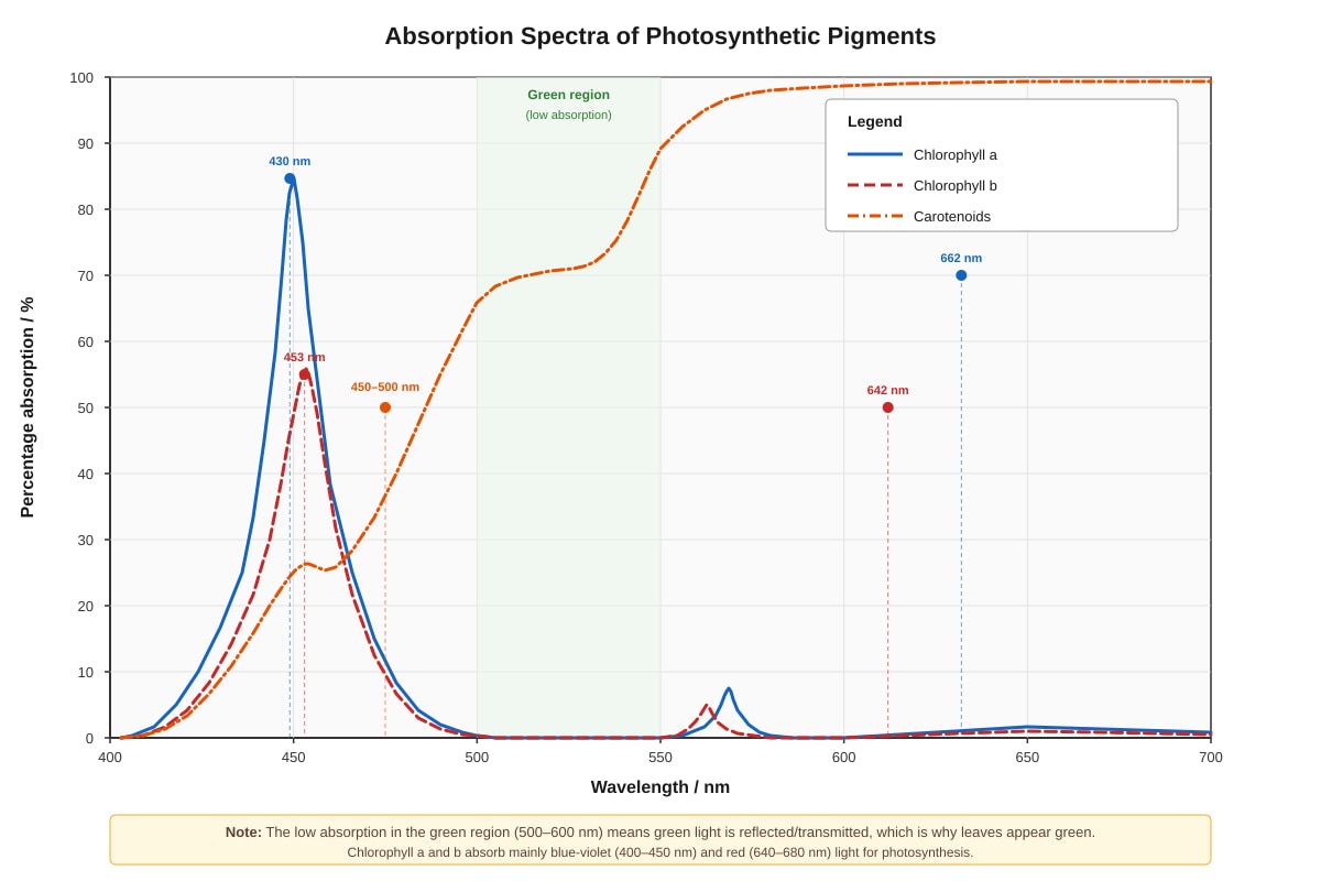 Graph for Q17 (SEC3 Biology)