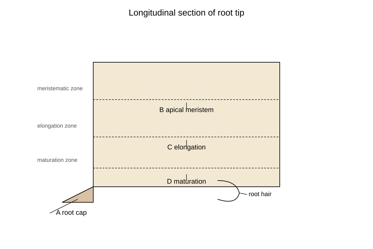 Diagram for Q13 (ALEVEL Biology H2)