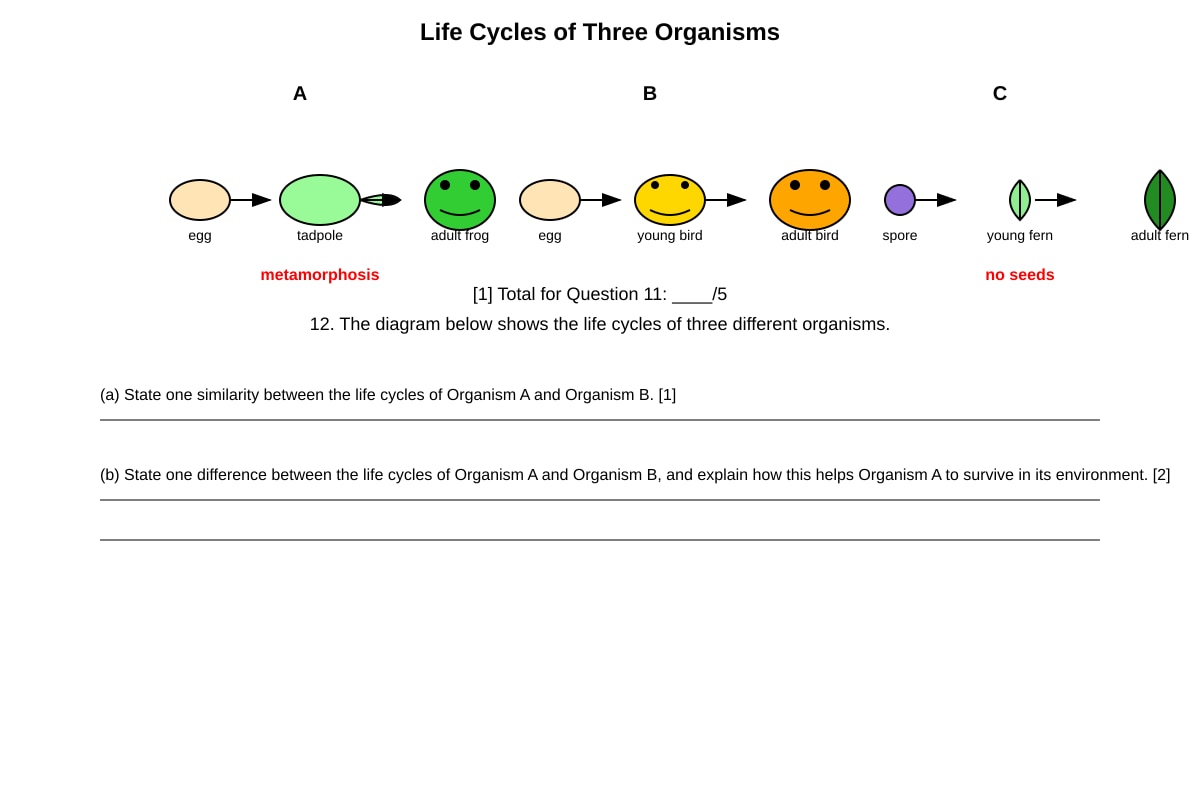 Diagram for Q12 (P5 Science)
