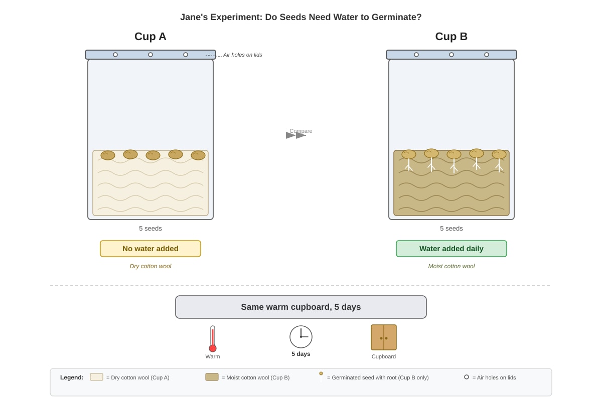 Experimental Setup for Q19 (P4 Science)