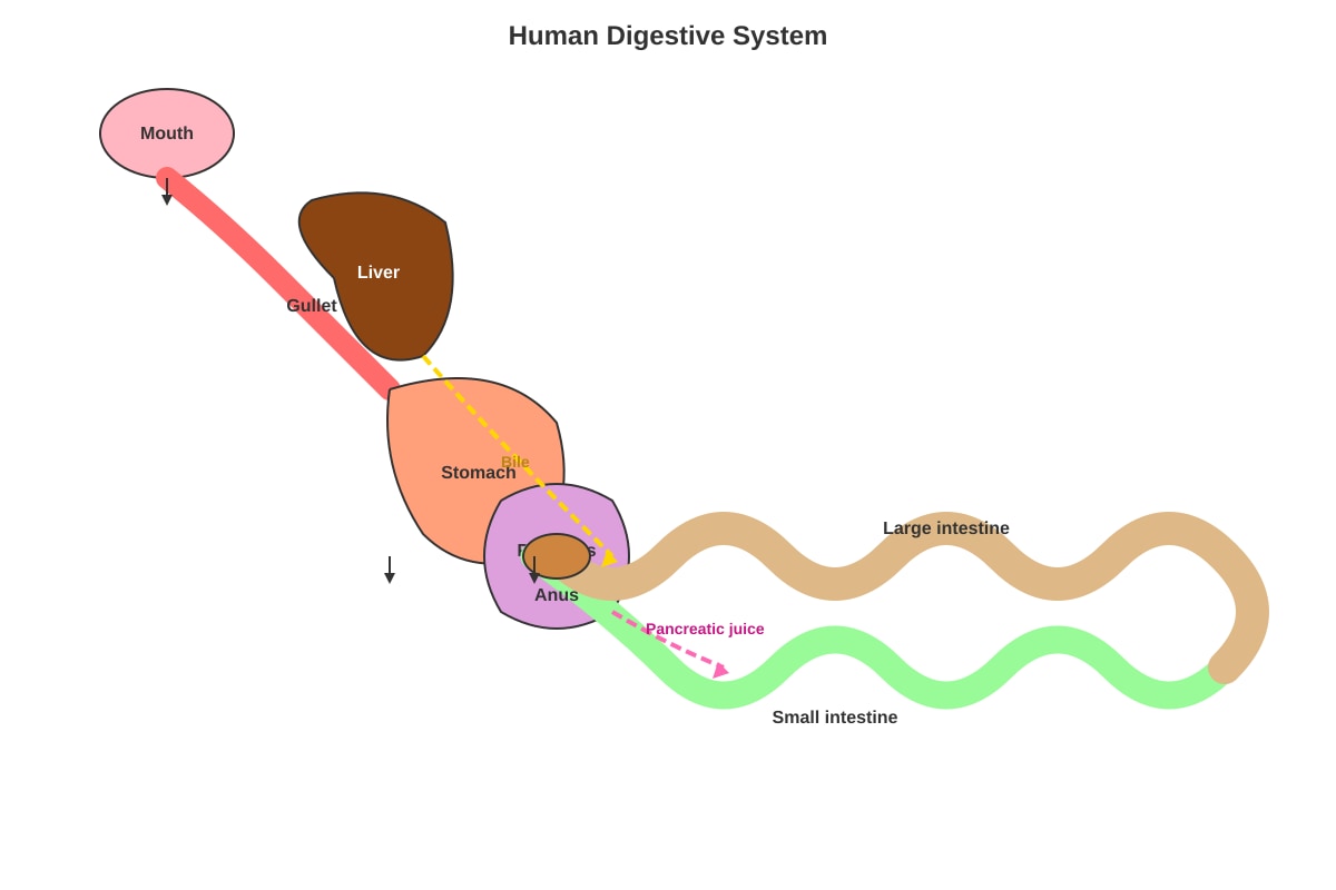 Diagram for Q19 (P4 Science)