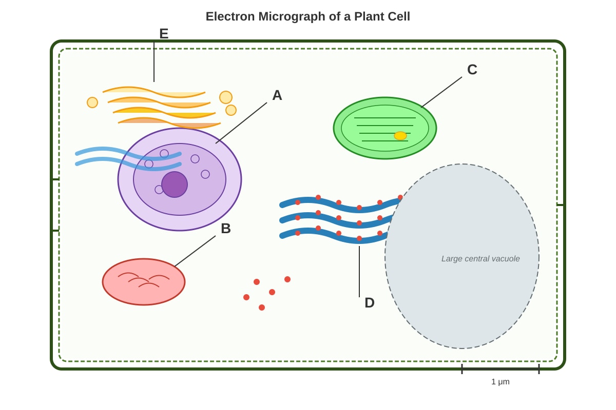 Diagram for placeholder 1 (SEC4 Pure Biology)