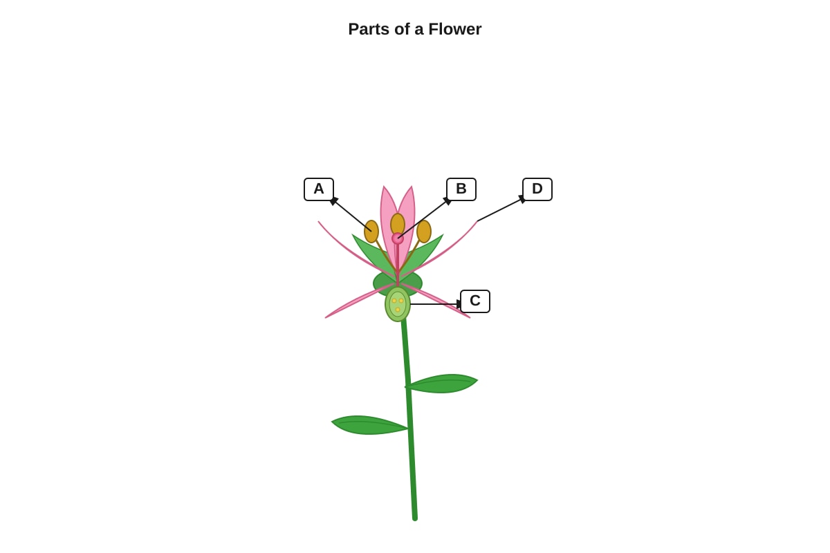 Diagram for Q21 (P5 Science)