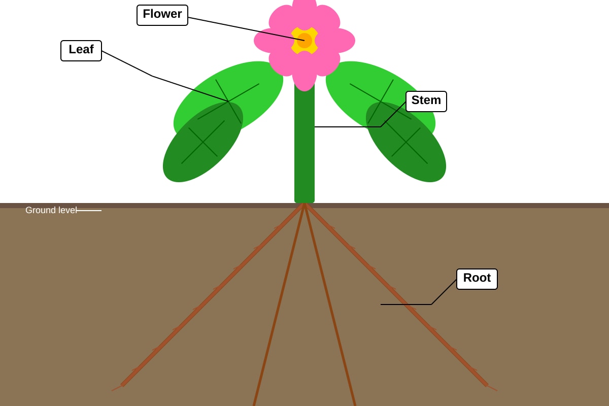 Diagram for Q22 (P5 Science)