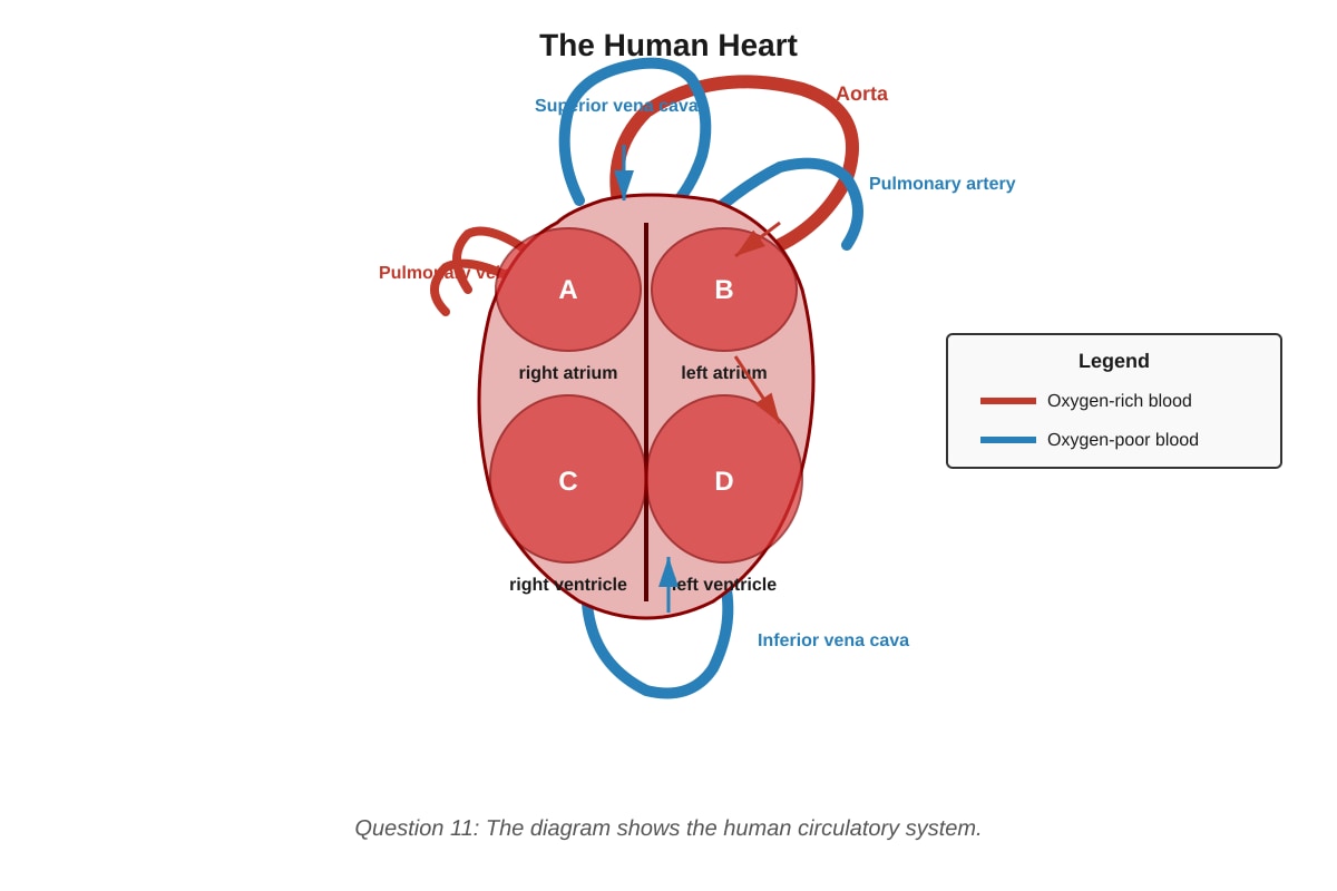 Diagram for Q11 (P5 Science)