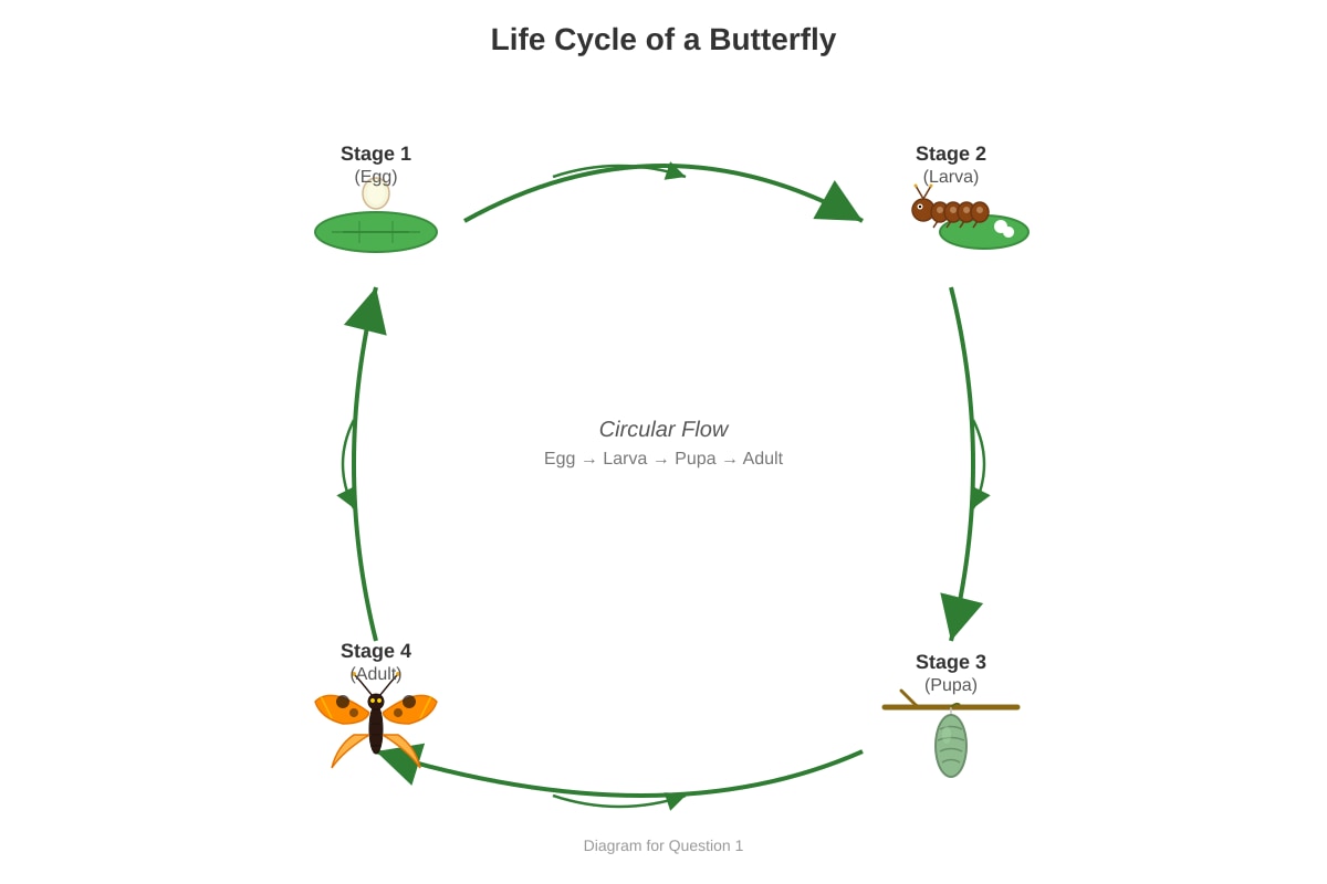 Diagram for Q1 (P4 Science)