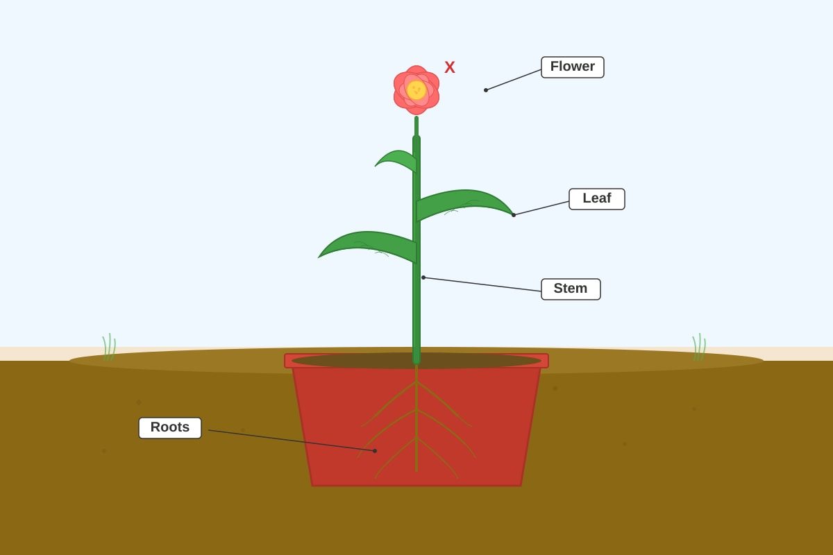Diagram for Q13 (P3 Science)