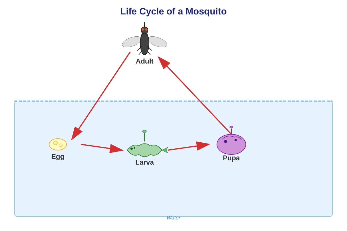 Diagram for Q14 (P5 Science)