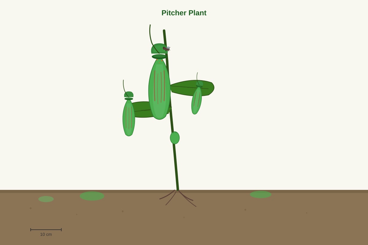 Image for placeholder 3 (P6 Science)