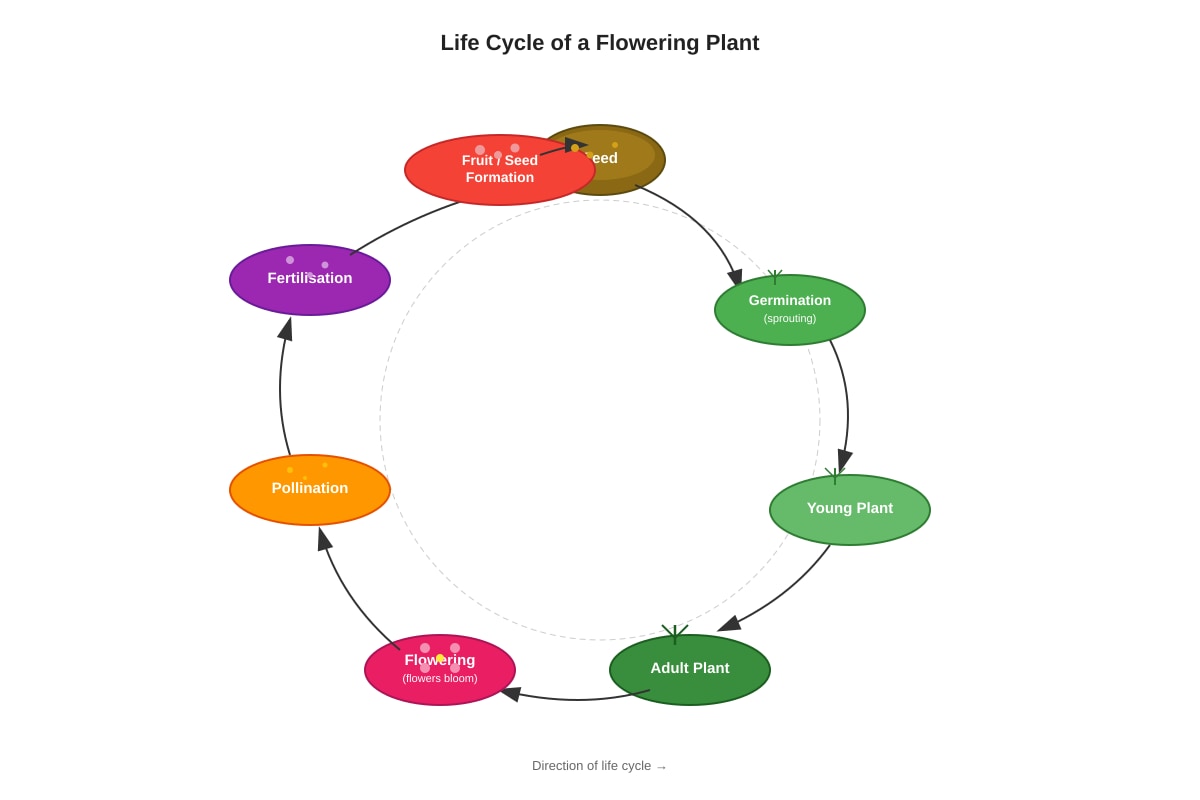 Diagram for Q13 (P4 Science)