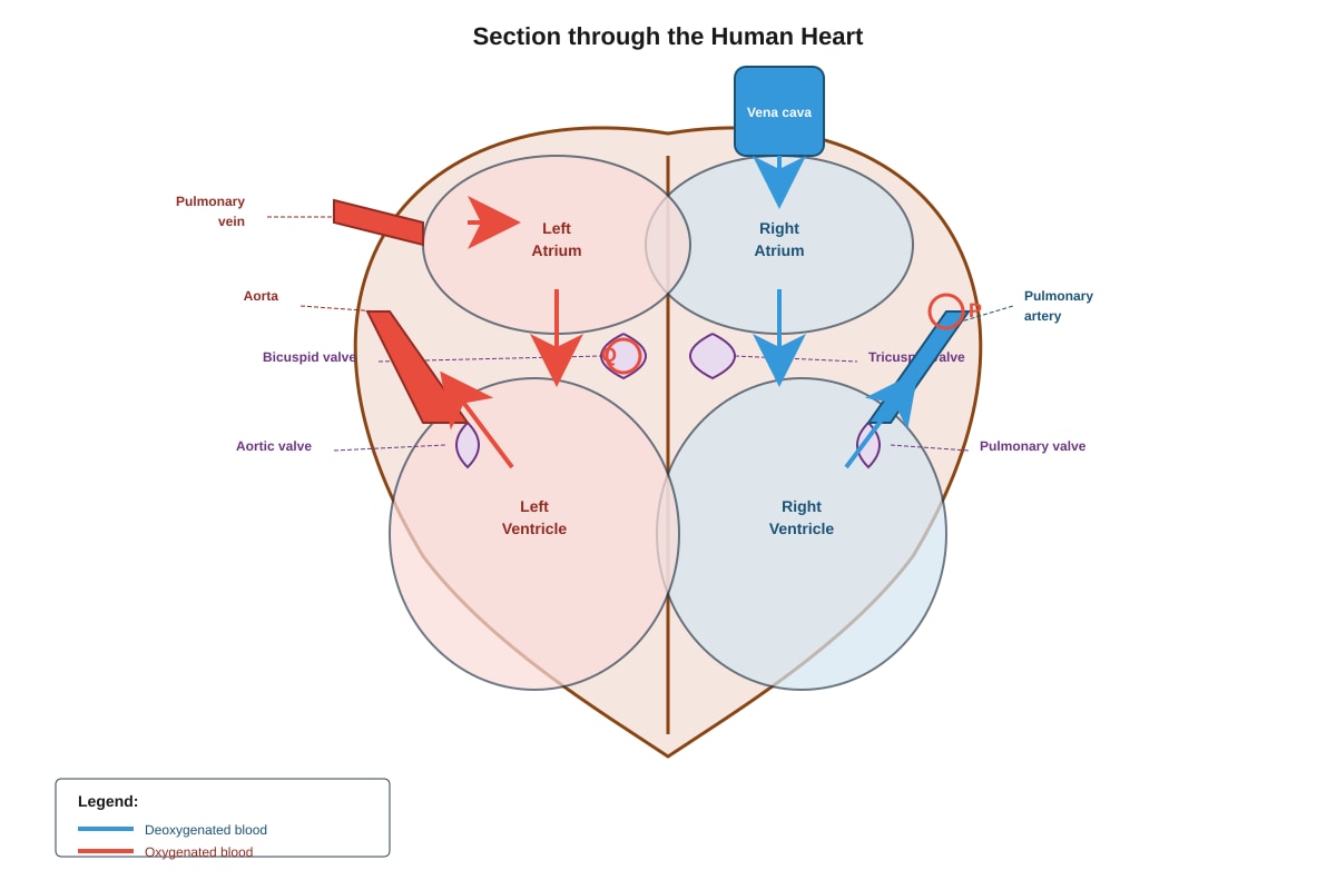 Diagram for Q18 (SEC2 Science)