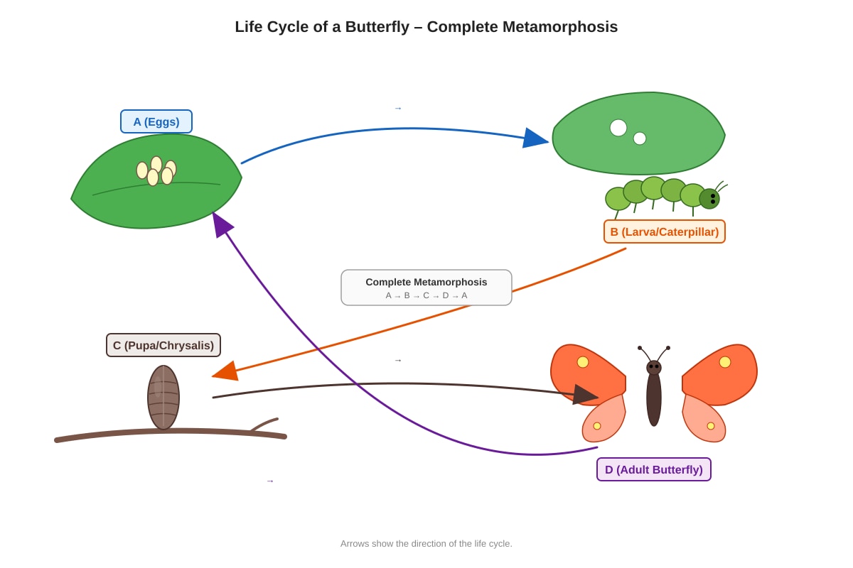 Diagram for Q16 (P4 Science)