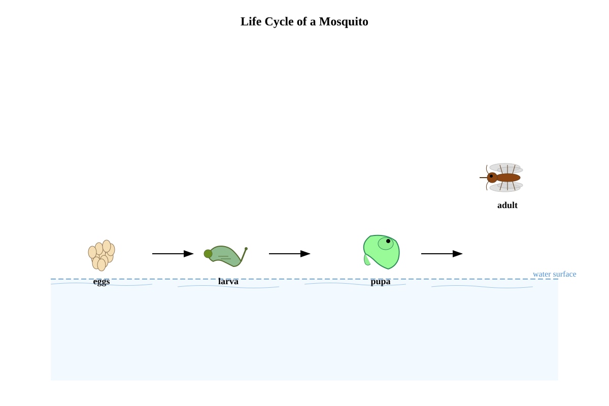 Diagram for Q9 (P6 Science)
