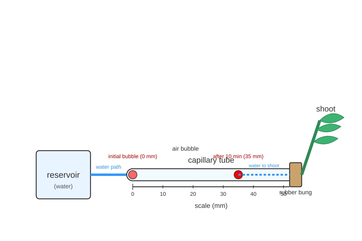 Experimental Setup for Q19 (OLEVEL Biology)