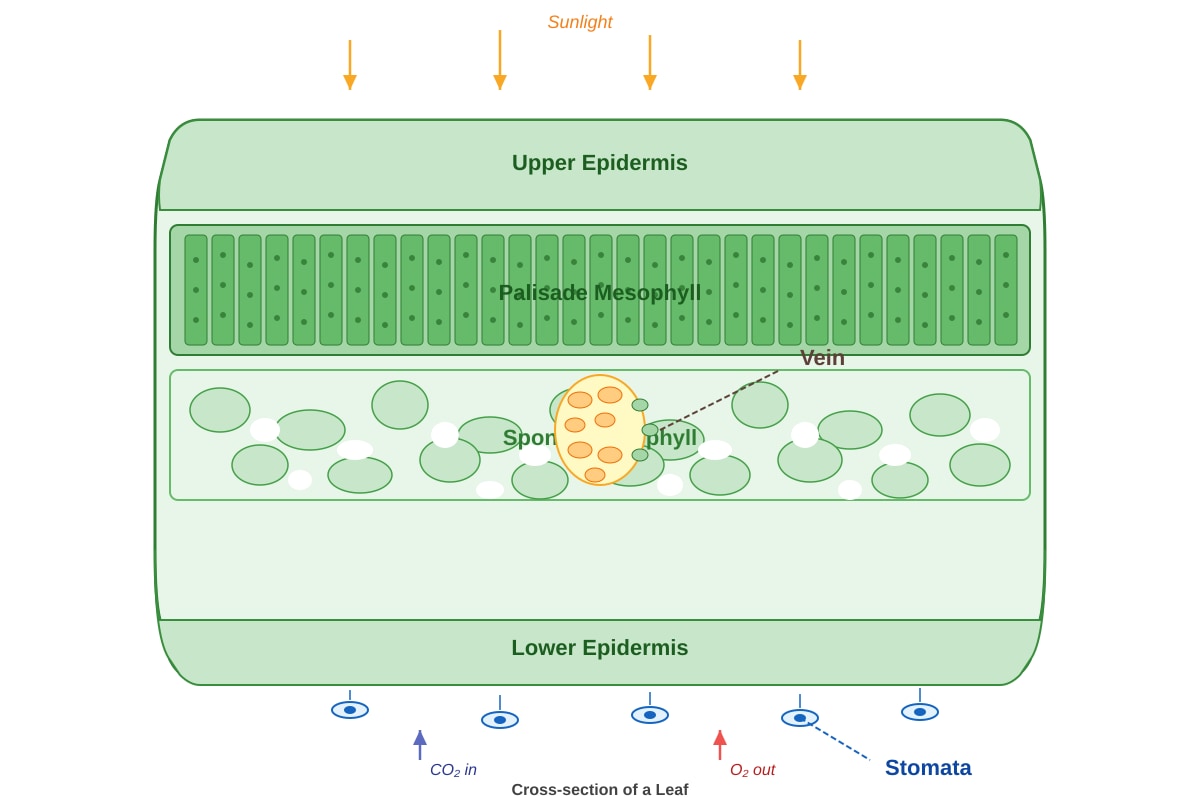 Diagram for Q27 (P6 Science)