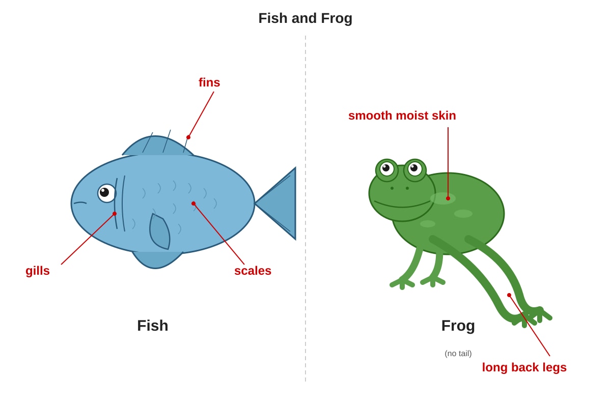 Diagram for Q18 (P3 Science)