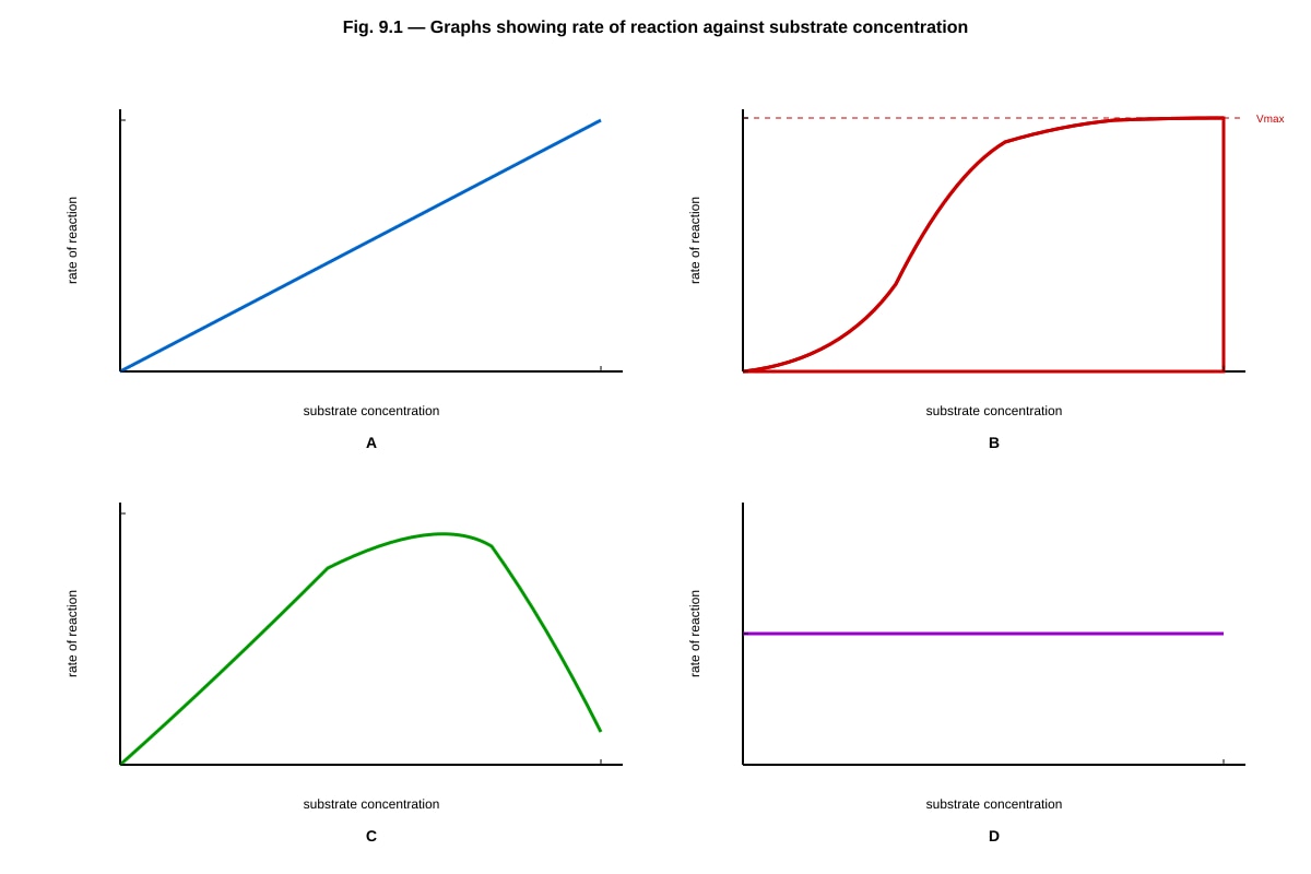 Graph for Q9 (ALEVEL Biology H1)