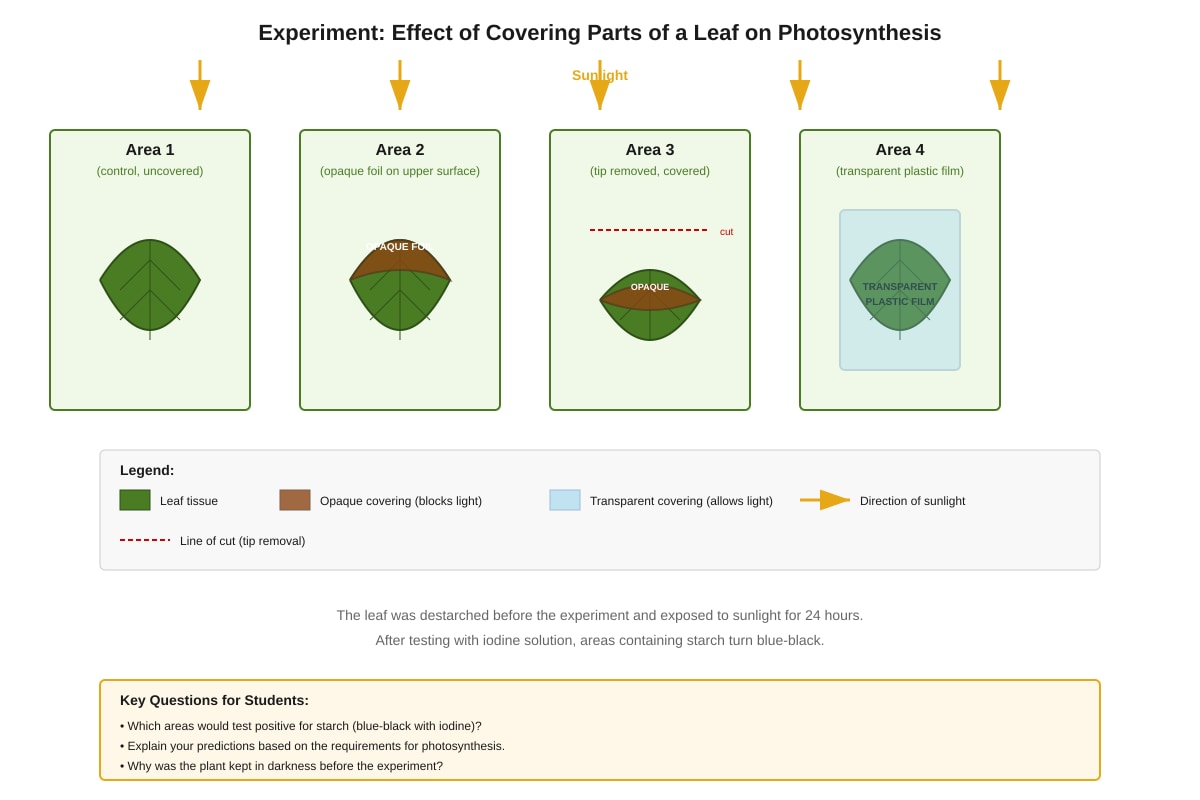 Diagram for Q20 (SEC3 Biology)