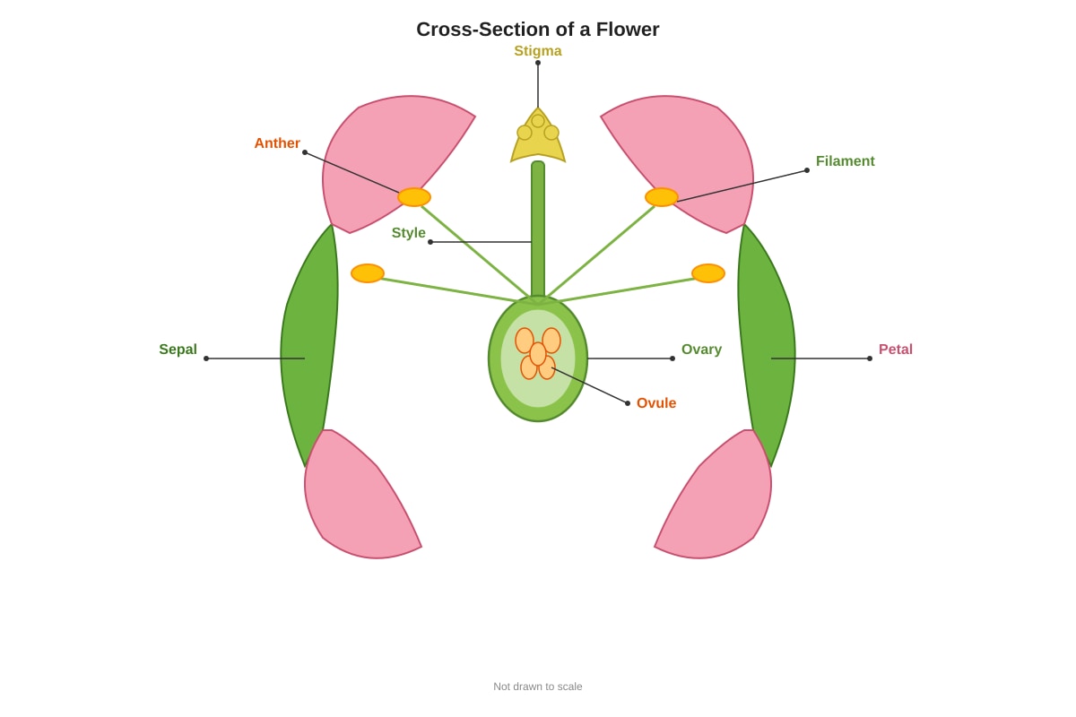 Diagram for Q7 (P5 Science)