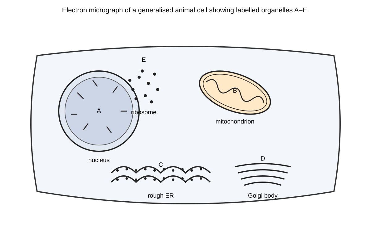 Diagram for 11 (ALEVEL Biology H1)