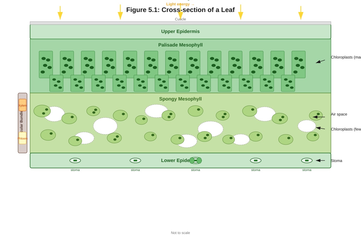 Diagram for placeholder 3 (SEC4 Combined Sci Bio)