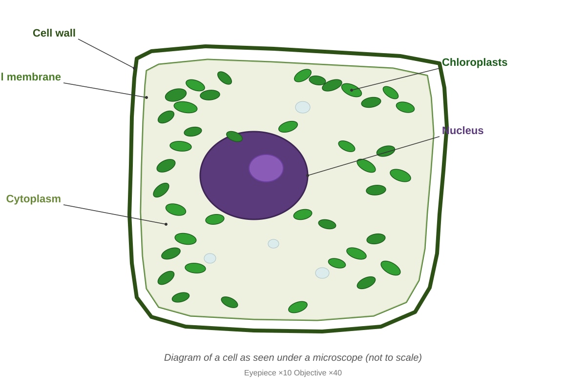 Diagram for Q19 (SEC2 Science)