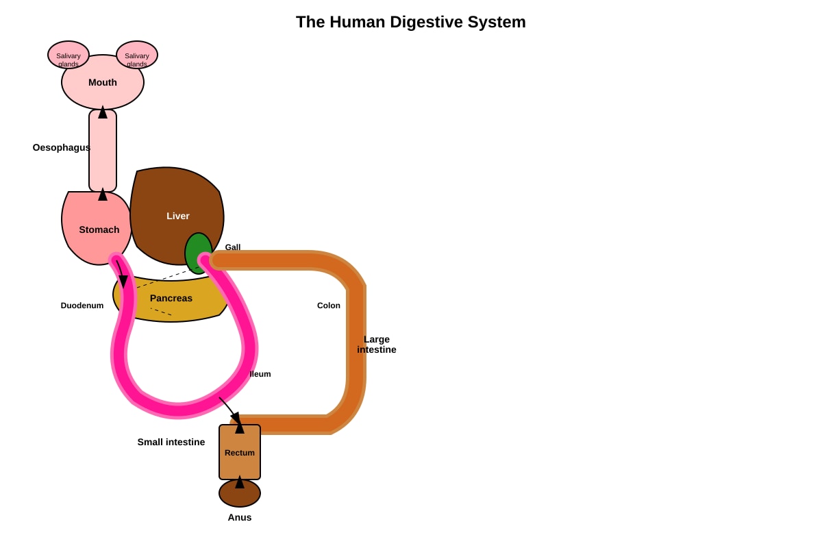 Diagram for Q31 (P5 Science)